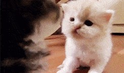 奶猫cp的最新动态爆料,最新动态曝光引粉丝热议